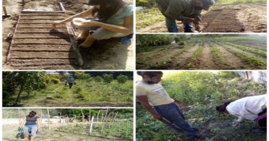 Productores agro y peri-urbanos del estado Carabobo fomentan el impulso de la producción Agrícola nacional