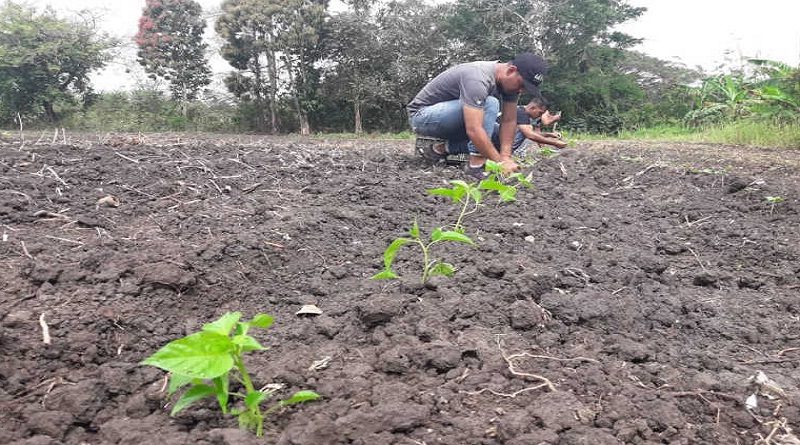 Un total de 631 plántulas de ají fueron cultivadas en el sector Tovar de Las Mercedes de Cúa en Miranda