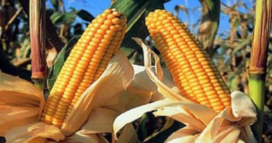 FAO: Precios de alimentos alcanzan niveles más altos en casi 7 años
