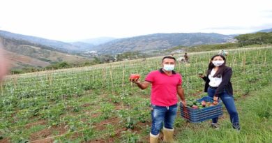 Plan 21 entregó más de 10 mil plántulas de tomate y ají dulce para cultivarse en las parroquias Boconó y El Carmen en Trujillo