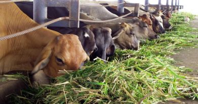 Fedenagas dispuesto a seguir trabajando para contribuir con la producción agropecuaria del país
