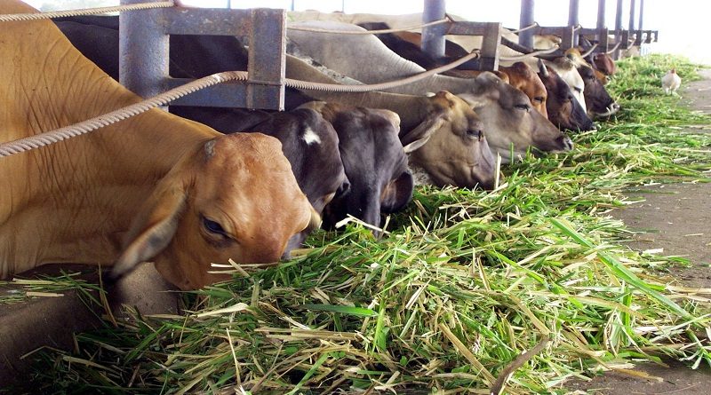 Fedenagas dispuesto a seguir trabajando para contribuir con la producción agropecuaria del país