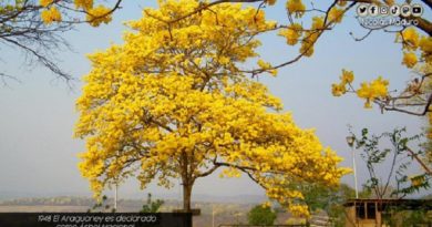 Venezuela celebra los 73 años de la declaración del Araguaney como Árbol Nacional