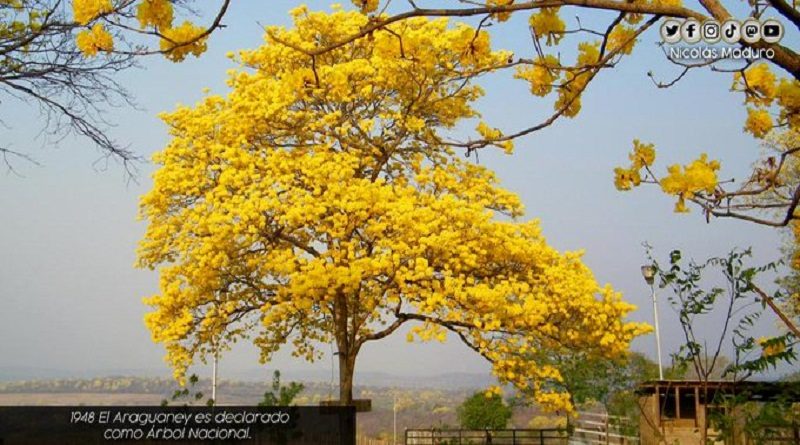Venezuela celebra los 73 años de la declaración del Araguaney como Árbol Nacional