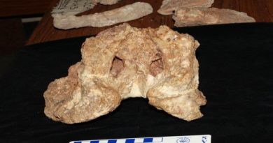 Científicos del IVIC realizan hallazgo de un Cocodrilo con cuernos del Mioceno tardío en la Formación Urumaco