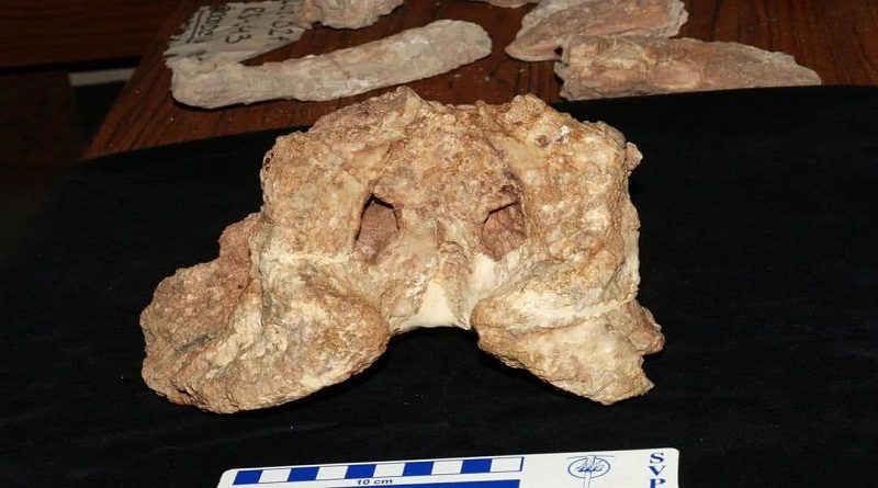 Científicos del IVIC realizan hallazgo de un Cocodrilo con cuernos del Mioceno tardío en la Formación Urumaco