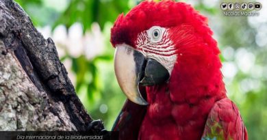 Pueblo venezolano está llamado emprender acciones rápidas que garanticen el futuro de la humanidad en el Día Internacional de la Biodiversidad