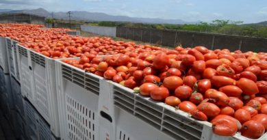 Zafra de cosecha agrícola supera los 120 millones de kilos con diversos rubros en Guárico