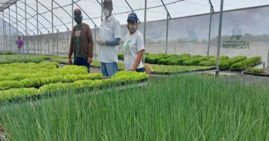 Plantación ají Lara