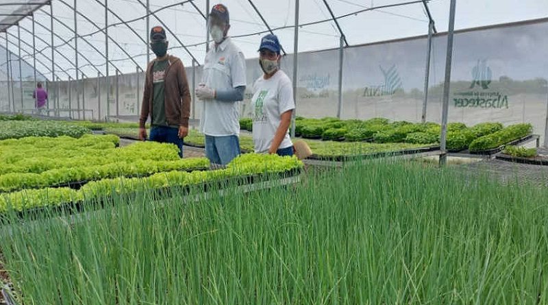 Plantación ají Lara