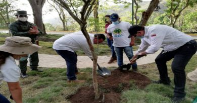 Misión Árbol ha sembrado más de 31 millones de plantas en todo el país