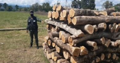 GNB incauta 690 estantillos de madera en Barinas y Zulia