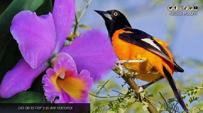Venezuela celebra Día de la Flor y el Ave Nacional