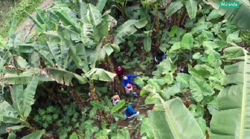 Unidad Productiva “Mi Querencia” en Birongo impulsa la producción de ocumo, plátanos y lechosa Unidad Productiva “Mi Querencia” en Birongo impulsa la producción de ocumo, plátanos y lechosa