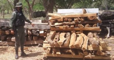 GNB incautó 350 estantillos de madera en Barinas y Falcón