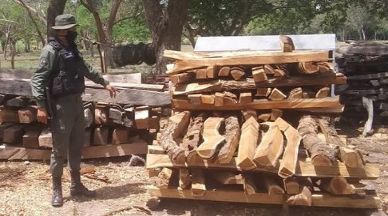 GNB incautó 350 estantillos de madera en Barinas y Falcón