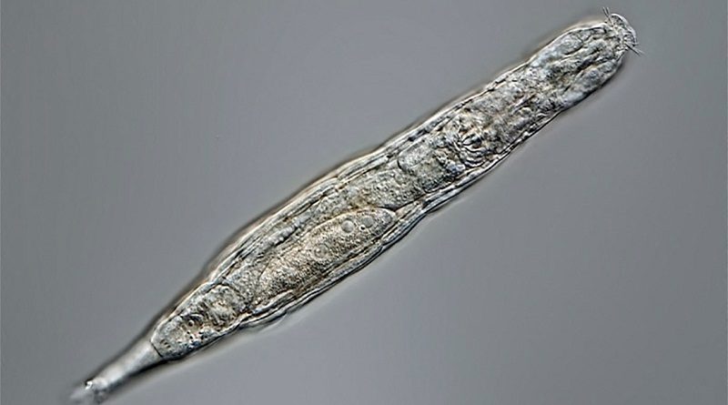 Investigadores descubren diminuto animal que sobrevivió 24.000 años congelado en el permafrost siberiano