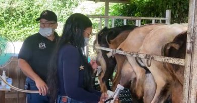 Cultivando Patria: Entre 89 y 90 litros de leche de cabra produce Aprisco Safari en Carabobo