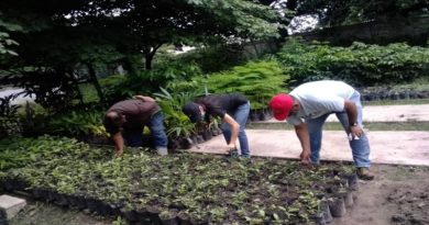 Plan de producción de los Bosques Bicentenario