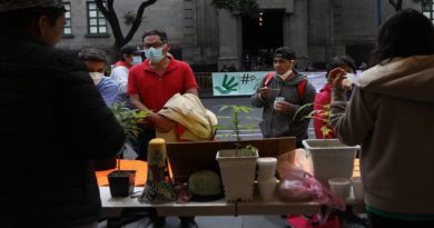 México despenaliza el consumo de marihuana pero no su comercialización