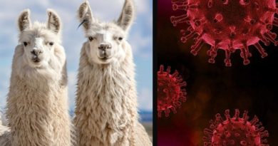 Universidad chilena vende su hallazgo de anticuerpo de alpaca contra la COVID-19