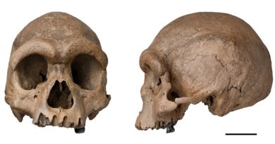 Los científicos creen que el 'Homo longi' podría reemplazar a los neandertales como nuestros parientes más cercanos
