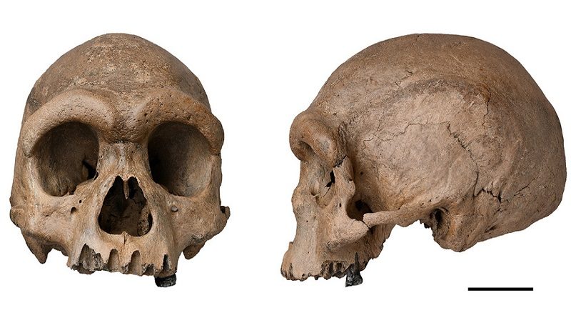 Los científicos creen que el 'Homo longi' podría reemplazar a los neandertales como nuestros parientes más cercanos