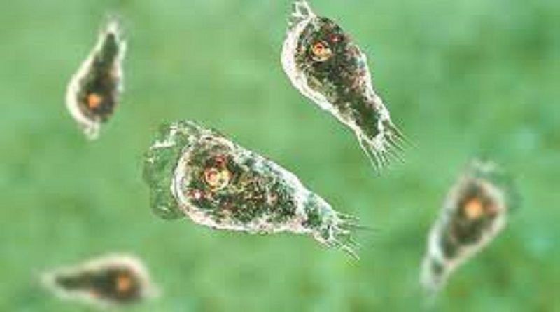 Científicos advierten que el cambio climático podría aumentar los casos de amebas “comecerebros”
