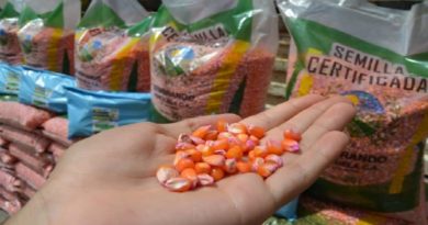 Siembra de maíz fortalece la agricultura en el estado Trujillo