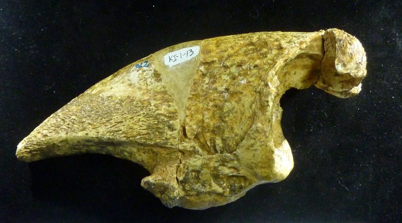 Descubren fósil de perezoso gigante de 20 mil años de antigüedad en el valle de Caracas