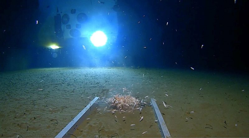 Hallan a más de 10.000 metros bajo el nivel del mar una gran cantidad de basura plástica
