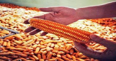 Semilleristas de Anzoátegui estudiarán características fenotípicas del maíz venezolano