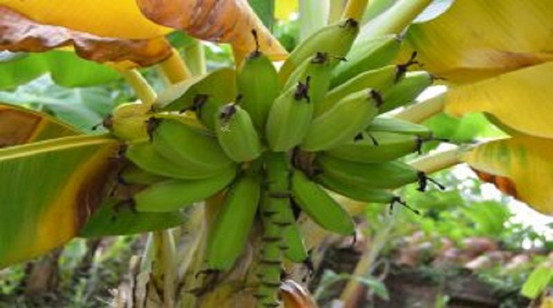 Impulsan Plan Agrourbano Carabobo 200 para el fortalecimiento de la producción local en Guárico