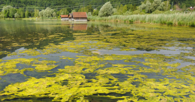 Estudio científico alerta sobre efectos de la desoxigenación de los lagos en la vida acuática y los ecosistemas