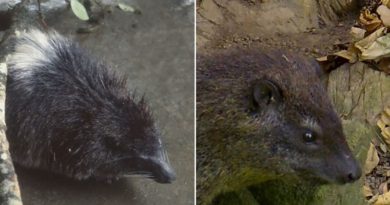 Científicos descubren nueva especie de mamífero en África debido al inquietante "ladrido" nocturno que produce