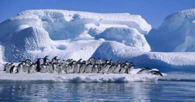Científicos alertan sobre daños de microplásticos en los mares para los pingüinos en la Antártida