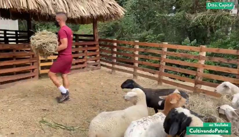 Cultivando Patria | Aprisco endógeno en Caracas: Cadetes de Academia GNB produce carne y leche para autoabastecimiento de comedores