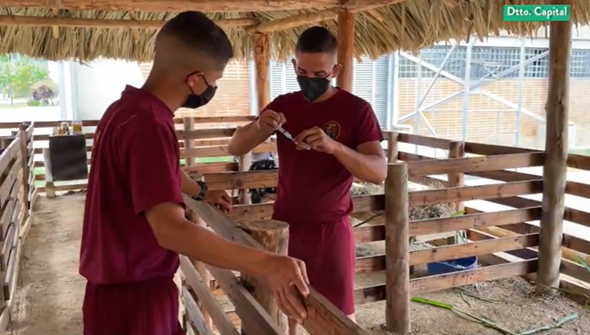 Cultivando Patria | Aprisco endógeno en Caracas: Cadetes de Academia GNB produce carne y leche para autoabastecimiento de comedores