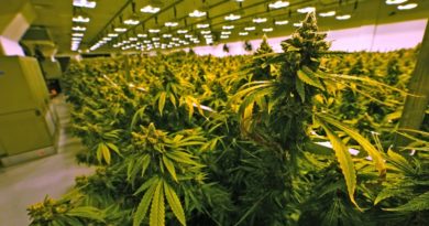 Investigadores advierten sobre el aumento de casos de esquizofrenia relacionados con el uso de cannabis