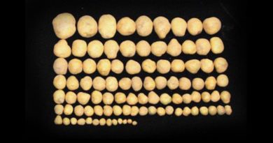 Científicos logran aumentar un 50 % el cultivo de patatas y arroz gracias a un gen animal
