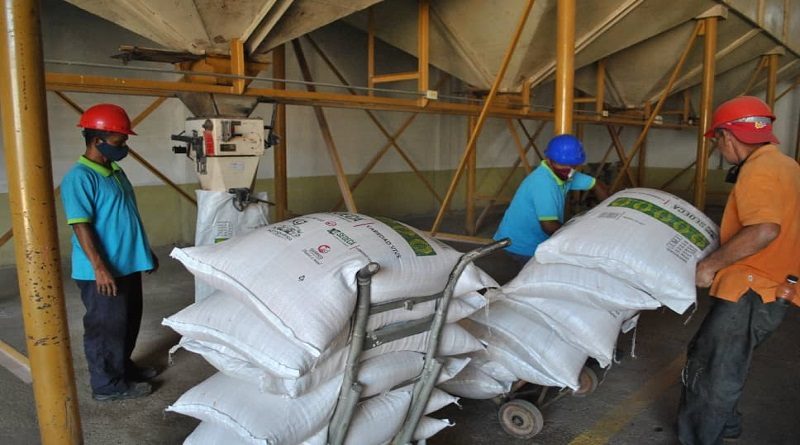 Guárico | Planta Seleccionadora y Acondicionado de Semilla de Arroz garantiza la continuidad de los ciclos de siembra en el país