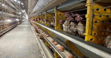 Granja Avícola Don Tito avanza en el crecimiento productivo de huevos, embutidos, untables y ovoproductos