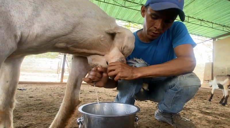 Ferreagros avanza en el mejoramiento genético para incrementar la producción lechera