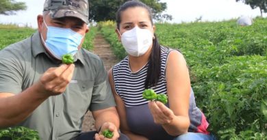 LARA | Productores de Barquisimeto reciben crédito para siembra de 15 toneladas de ají dulce destinadas a Ferias del Campo