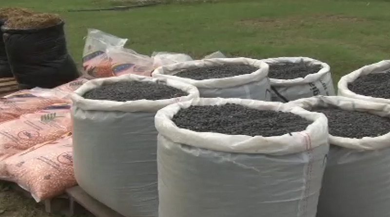 Unidad Productiva “Fundo Las 3 R” impulsa la producción de caraotas, batatas y leguminosas en Yaracuy