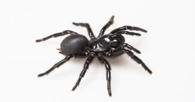 Descubren que el veneno de una mortífera araña podría “reparar” los corazones víctimas de ataques cardíacos