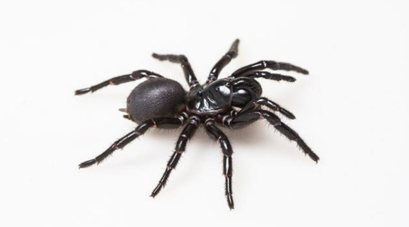 Descubren que el veneno de una mortífera araña podría “reparar” los corazones víctimas de ataques cardíacos