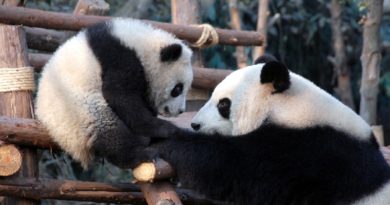 Hallan en China un fósil de panda que data de más de 100 mil años