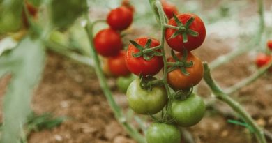 Estudio revela que hay una variedad de tomates que envían señales eléctricas cuando están siendo devorados por las orugas