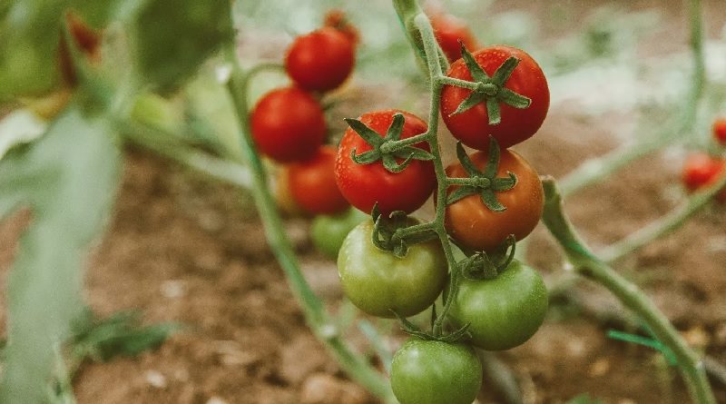 Estudio revela que hay una variedad de tomates que envían señales eléctricas cuando están siendo devorados por las orugas